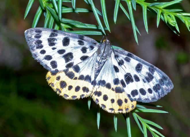 �����}�ӁE�q���E�����G�_�V���N